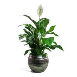 Spathiphyllum Sweet Lauretta - Peace Lily -Plants Sale Store Spathiphyllum Sweet Lauretta Peace Lily Opus Hammered Globe Planter Silver cf14b11d 2e46 42b7 b6bd 8b1eabd42390