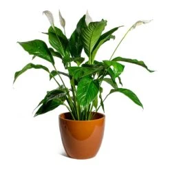 Spathiphyllum Sweet Lauretta - Peace Lily -Plants Sale Store Spathiphyllum Sweet Lauretta Peace Lily sven mandarin plant pot c43e7bdb 4540 45c1 9a8c 74d73411fc05