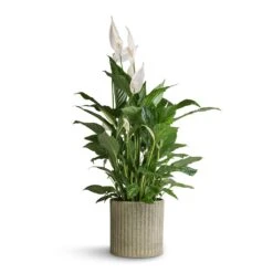 Azalea Ribbed Plant Pot - Speckled Green Stone -Plants Sale Store Spathiphyllum Vivaldi Peace Lily 17x70cm Azalea Ribbed Plant Pot Speckled Green Stone 20x20cm