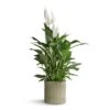 Spathiphyllum Vivaldi - Peace Lily 2 Spathiphyllum Vivaldi - Peace Lily -Plants Sale Store Spathiphyllum Vivaldi Peace Lily 17x70cm Azalea Ribbed Plant Pot Speckled Green Stone 20x20cm ec9c6036 a94d 431c b00f fe3bff47f9d1