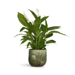 Moon Plant Pot - Jungle -Plants Sale Store Spathiphyllum Vivaldi Peace Lily 17x70cm Moon Plant Pot Jungle 23x20cm