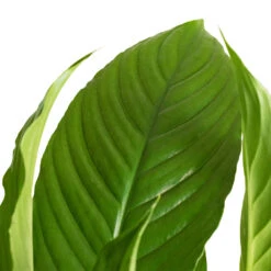 Spathiphyllum Vivaldi - Peace Lily -Plants Sale Store Spathiphyllum Vivaldi Peace Lily 2