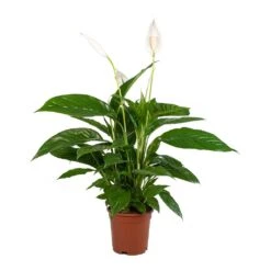 Spathiphyllum Vivaldi - Peace Lily -Plants Sale Store Spathiphyllum Vivaldi Peace Lily