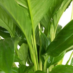 Spathiphyllum Vivaldi - Peace Lily -Plants Sale Store Spathiphyllum Vivaldi Peace Lily 3