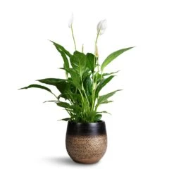 Spathiphyllum Vivaldi - Peace Lily -Plants Sale Store Spathuphyllum Vivaldi Peace Lilly 17x70cm Mya Plant Pot Deep Champagne 22x20cm