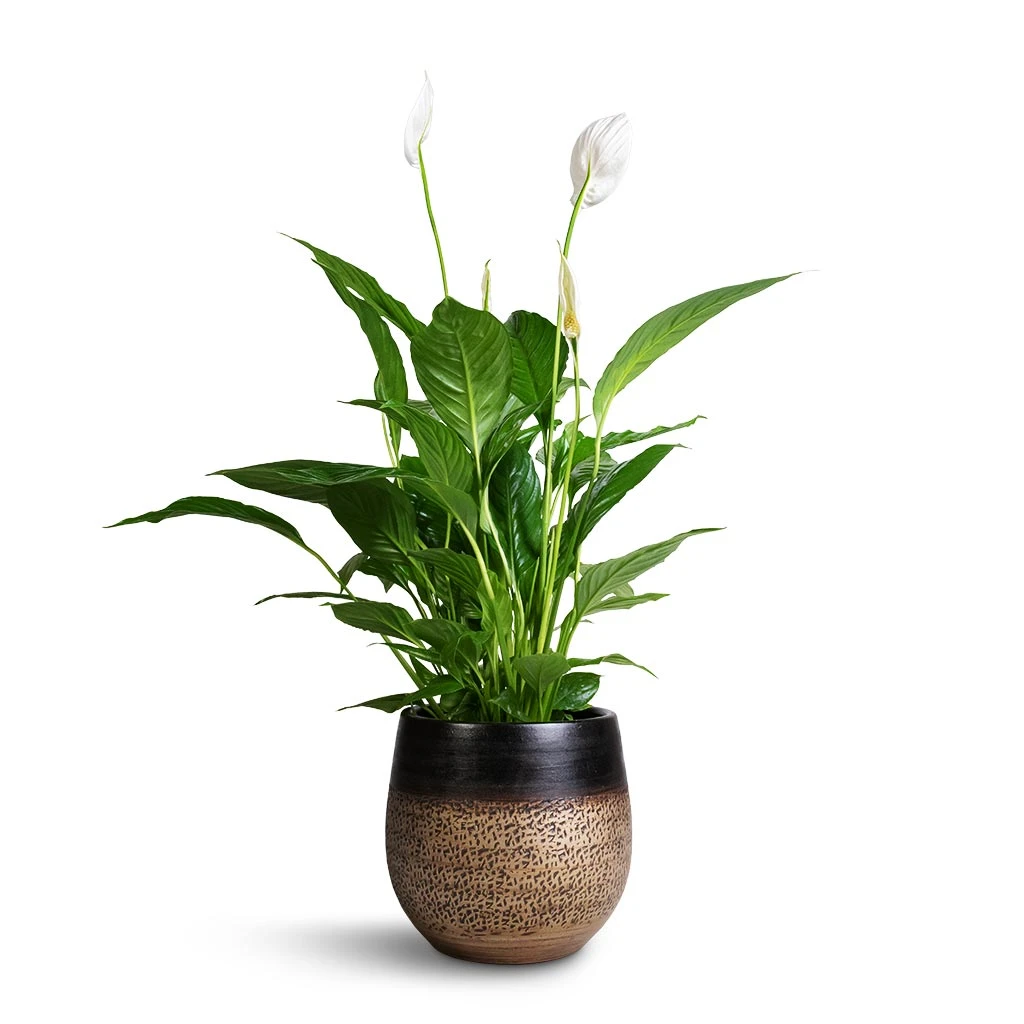 Mya Plant Pot - Deep Champagne 8 Mya Plant Pot - Deep Champagne - Image 6