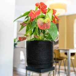 Stefan Plant Baskets - Set Of 3 - Black 12 Stefan Plant Baskets - Set Of 3 - Black -Plants Sale Store Stefan Plant Basket Black Houseplant