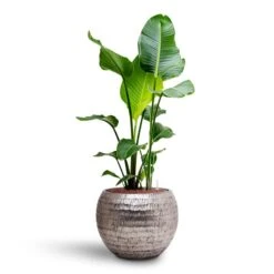 Opus Hammered Globe Planter - Silver -Plants Sale Store Strelitzia nicolai Bird of Paradise Hydroculture 22 19 x 105cm Opus Hammered Globe Planter Silver 40 x 32cm