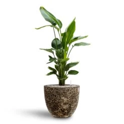 Strelitzia Nicolai - Bird Of Paradise - HydroCare 35 Strelitzia Nicolai - Bird Of Paradise - HydroCare -Plants Sale Store Strelitzia nicolai Bird of Paradise Hydroculture 26 25 x 140cm Lava Couple Relic Planter Black 37 x 34cm