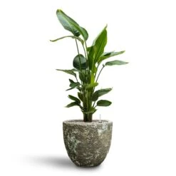 Strelitzia Nicolai - Bird Of Paradise - HydroCare 36 Strelitzia Nicolai - Bird Of Paradise - HydroCare -Plants Sale Store Strelitzia nicolai Bird of Paradise Hydroculture 26 25 x 140cm Lava Couple Relic Planter Jade 36 x 34cm
