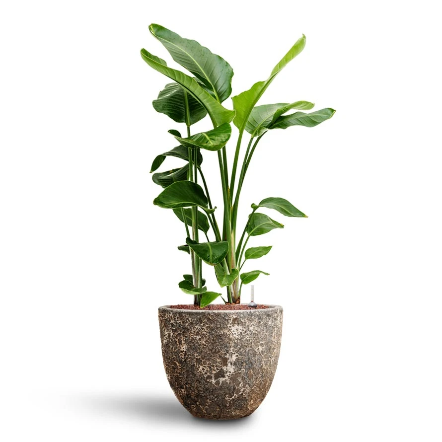 Strelitzia Nicolai - Bird Of Paradise - HydroCare 19 Strelitzia Nicolai - Bird Of Paradise - HydroCare - Image 17