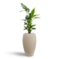 Raindrop Tall Balloon Planter - Stone 15 Raindrop Tall Balloon Planter - Stone -Plants Sale Store Strelitzia nicolai Bird of Paradise Hydroculture 26 25 x 140cm Raindrop Tall Balloon Planter Stone 37 x 60cm 006ff816 0692 4d8c b25b 5f61a9160b58