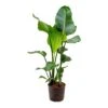 Strelitzia Nicolai - Bird Of Paradise - HydroCare -Plants Sale Store Strelitzia nicolai Bird of Paradise Hydroculture Indoor Plant