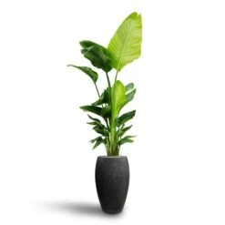 Raindrop Tall Balloon Planter - Anthracite -Plants Sale Store Strelitzia nicolai Bird of Paradise Hydroculture Raindrop Tall Vase Planter Anthracite