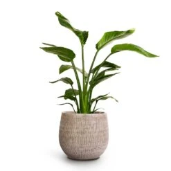 Ryan Plant Pot - White Black 21 Ryan Plant Pot - White Black -Plants Sale Store Strelitzia nicolai Giant White Bird Of Paradise 17x60cm Ryan Plant Pot White Black 26x26cm