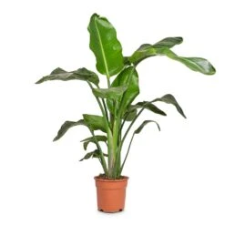 Strelitzia Nicolai - Giant White Bird Of Paradise -Plants Sale Store Strelitzia nicolai Giant White Bird of Paradise 17x90cm