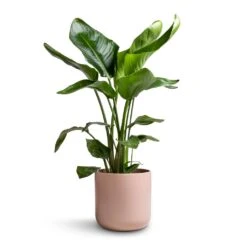 Strelitzia Nicolai - Giant White Bird Of Paradise -Plants Sale Store Strelitzia nicolai Giant White Bird of Paradise 17x90cm Lisbon Plant Pot Pink Clay 21x21cm 2a333f74 6d21 40a1 97b1 54881684fced