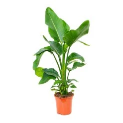 Strelitzia Nicolai - Giant White Bird Of Paradise -Plants Sale Store Strelitzia nicolai Giant White Bird of Paradise 19x90cm 3 plants