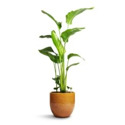 Jolin Plant Pot - Ochre -Plants Sale Store Strelitzia nicolai Giant White Bird of Paradise 21x110cm Jolin Plant Pot Forest 29x27cm
