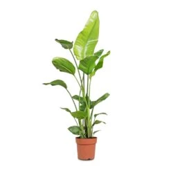 Strelitzia Nicolai - Giant White Bird Of Paradise -Plants Sale Store Strelitzia nicolai Giant White Bird of Paradise 21x130cm