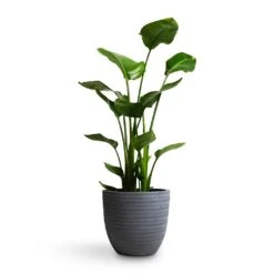 Angle Couple Plant Pot - Grey -Plants Sale Store Strelitzia nicolai Giant White Bird of Paradise 21x85cm Angle Couple Plant Pot Grey 30x28cm
