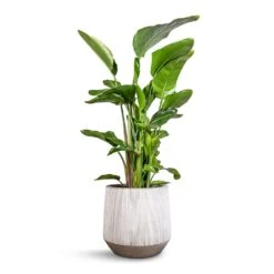 Harith Plant Pot - Ridged White Stripe -Plants Sale Store Strelitzia nicolai Giant White Bird of Paradise 29x140cm Harith Plant Pot Ridged White Stripe 42x38cm 5c45ee41 66ef 4c3b b30c 709027bbffa2
