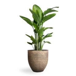 Strelitzia Nicolai - Giant White Bird Of Paradise -Plants Sale Store Strelitzia nicolai Giant White Bird of Paradise 29x150cm Cas Plant Pot Sahara 39x36cm 06b84a99 0c89 460c a10e 30259b310bd3