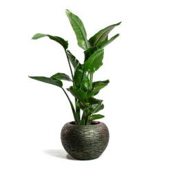 Luxe Lite Wrinkle Globe Planter - Bronze -Plants Sale Store Strelitzia nicolai Giant White Bird of Paradise Luxe Lite Wrinkle Globe Planter Bronze
