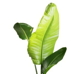 Strelitzia Nicolai - Giant White Bird Of Paradise -Plants Sale Store Strelitzia nicolai Giant White Bird of Paradise SWATCH 2