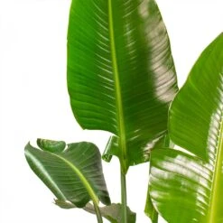 Strelitzia Nicolai - Giant White Bird Of Paradise -Plants Sale Store Strelitzia nicolai Giant White Bird of Paradise Split Leaves