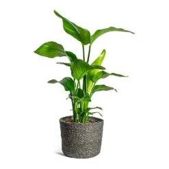 Strelitzia Nicolai - Giant White Bird Of Paradise -Plants Sale Store Strelitzia nicolai Giant White Bird of Paradise Stef Plant Baskets Set of 5 Grey