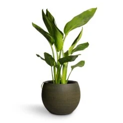 Strelitzia Reginea - Bird Of Paradise -Plants Sale Store Strelitzia reginea Bird of Paradise 12x45cm Dex Plant Pot Forrest 17x13cm