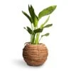 Strelitzia Reginea - Bird Of Paradise -Plants Sale Store Strelitzia reginea Bird of Paradise 12x45cm Lida Plant Basket Natural 21x17cm