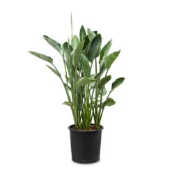 Strelitzia Reginea - Bird Of Paradise -Plants Sale Store Strelitzia reginea Bird of Paradise 34x150cm