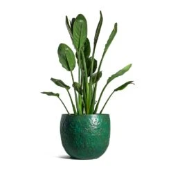 Strelitzia Reginea - Bird Of Paradise -Plants Sale Store Strelitzia reginea Bird of Paradise Famke Metal Plant Pots Set of 3 Old Blue