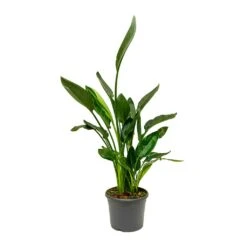 Strelitzia Reginea - Bird Of Paradise -Plants Sale Store Strelitzia reginea Bird of Paradise Large