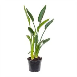 Strelitzia Reginea - Bird Of Paradise -Plants Sale Store Strelitzia reginea Bird of Paradise Medium