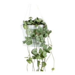 Ceropegia Woodii - String Of Hearts -Plants Sale Store String Of Hearts Ceropegia Woodii