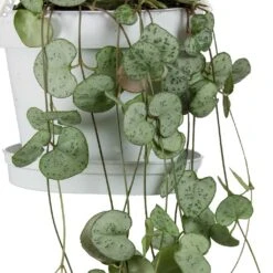 Ceropegia Woodii - String Of Hearts -Plants Sale Store String Of Hearts Ceropegia Woodii Leaves