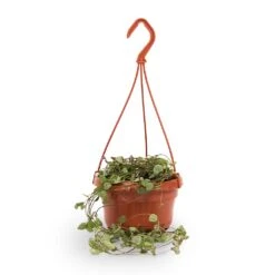 Ceropegia Woodii - String Of Hearts -Plants Sale Store String of hearts 14x30cm withhanger