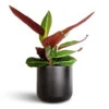 Stromanthe Sanguinea Stripestar -Plants Sale Store Stromanthe sanguinea Stripestar 12x40cm Lisbon Plant Pot Anthracite 13x13cm