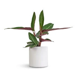 Puk Essentials Planter - Matt White -Plants Sale Store Stromanthe sanguinea Stripestar 12x40cm Puk Essentials Planter Matt White 15x15cm a76da8e0 1bc6 41ab 8e72 509005662afd