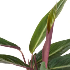 Stromanthe Sanguinea Stripestar -Plants Sale Store Stromanthe sanguinea Stripestar SWATCH 274bf956 e123 47fe 87d7 078ac95af2bd