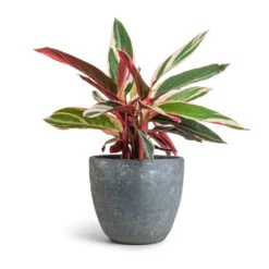 Stromanthe Sanguinea Triostar -Plants Sale Store Stromanthe sanguinea Triostar 12x40cm Anne Plant Pot Blue Stone 16x15cm