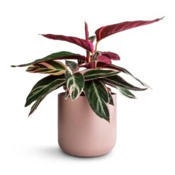 Stromanthe Sanguinea Triostar -Plants Sale Store Stromanthe sanguinea Triostar 14x40cm Lisbon Plant Pot Pink Clay 15x15cm d5919ead b219 4025 942b 93d7c9f795bd