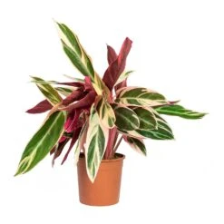 Stromanthe Sanguinea Triostar -Plants Sale Store Stromanthe sanguinea Triostar 14x55cm