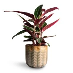 Stromanthe Sanguinea Triostar -Plants Sale Store Stromanthe sanguinea Triostar 14x55cm Cecil Plant Pot Taupe 18x17cm