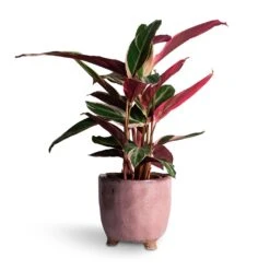 Stromanthe Sanguinea Triostar -Plants Sale Store Stromanthe sanguinea Triostar 14x55cm Kaat Plant Pot Old Pink 16x16cm