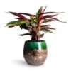 Stromanthe Sanguinea Triostar -Plants Sale Store Stromanthe sanguinea Triostar 14x55cm Lindy Plant Pot Black Green 30x25cm