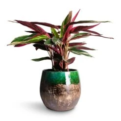 Lindy Plant Pot - Black Green -Plants Sale Store Stromanthe sanguinea Triostar 14x55cm Lindy Plant Pot Black Green 30x25cm e5554dac a1b2 4352 bb2c 474a343b8b3b